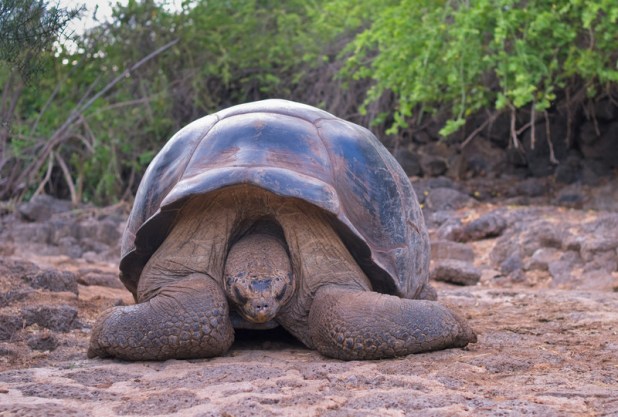 canstockphoto5762482