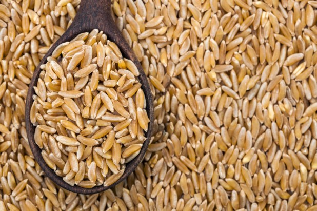 Khorasan wheat