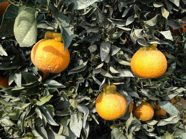 1480753_685967368103180_226941241_n