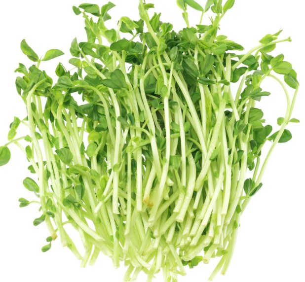 canstockphoto16499176