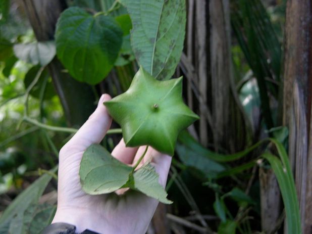 800px-Plukenetia_volubilis