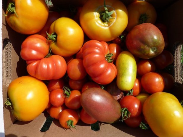 284440_237186716315166_4981533_n