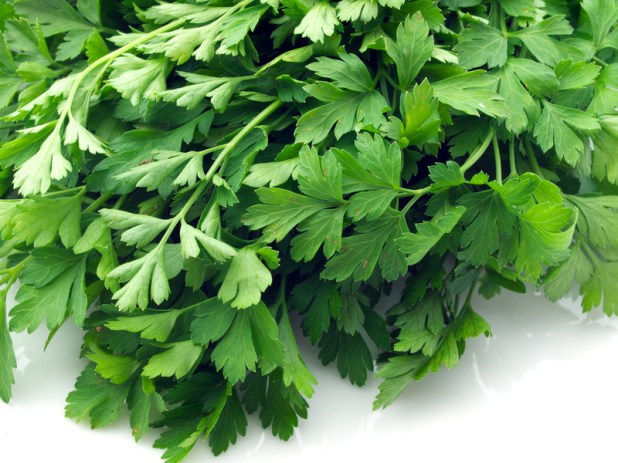 cilantro