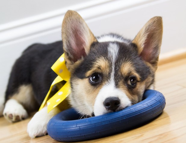 canstockphoto22086469