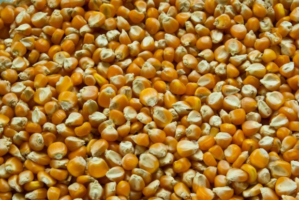 canstockphoto16793288