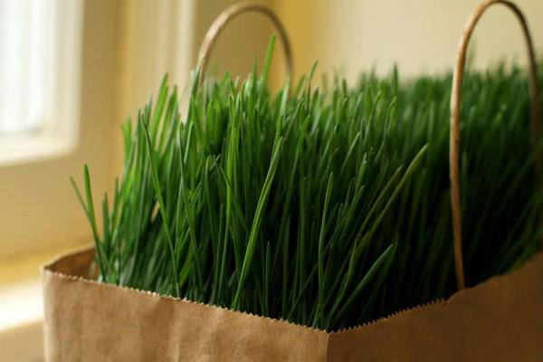 Fresh_Cafe_Wheatgrass