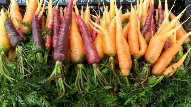 Blue_Gate_Farm_Carrots