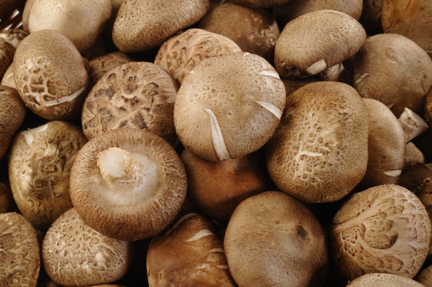 Brown_Mushrooms
