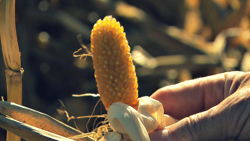 Tiny_But_Mighty_Corn