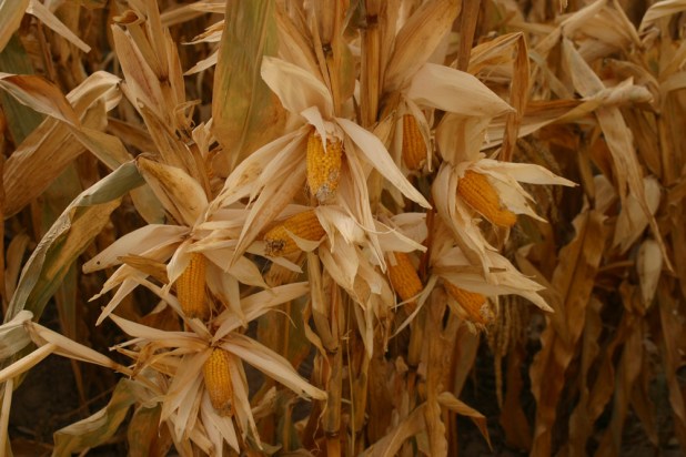Tiny_But_Mighty_Corn_stalks